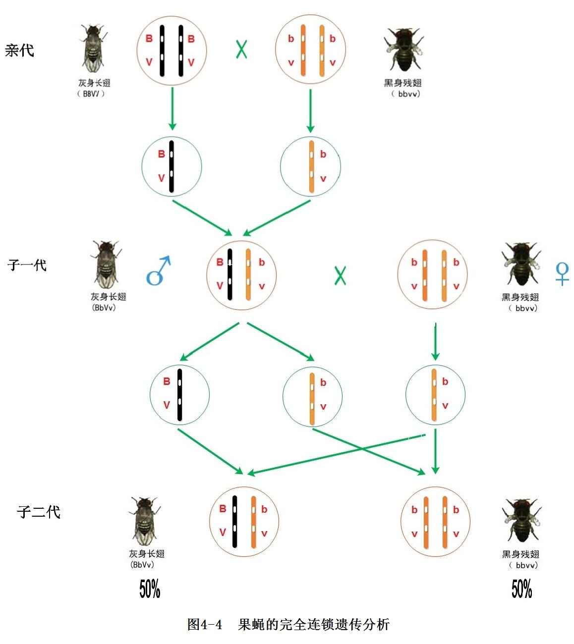 遗传7果蝇之眼摩尔根与连锁互换定律的发现