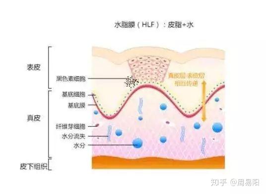 真皮层是皮肤的水源,含水量约占皮肤组织的60%,维持着皮肤大部分的