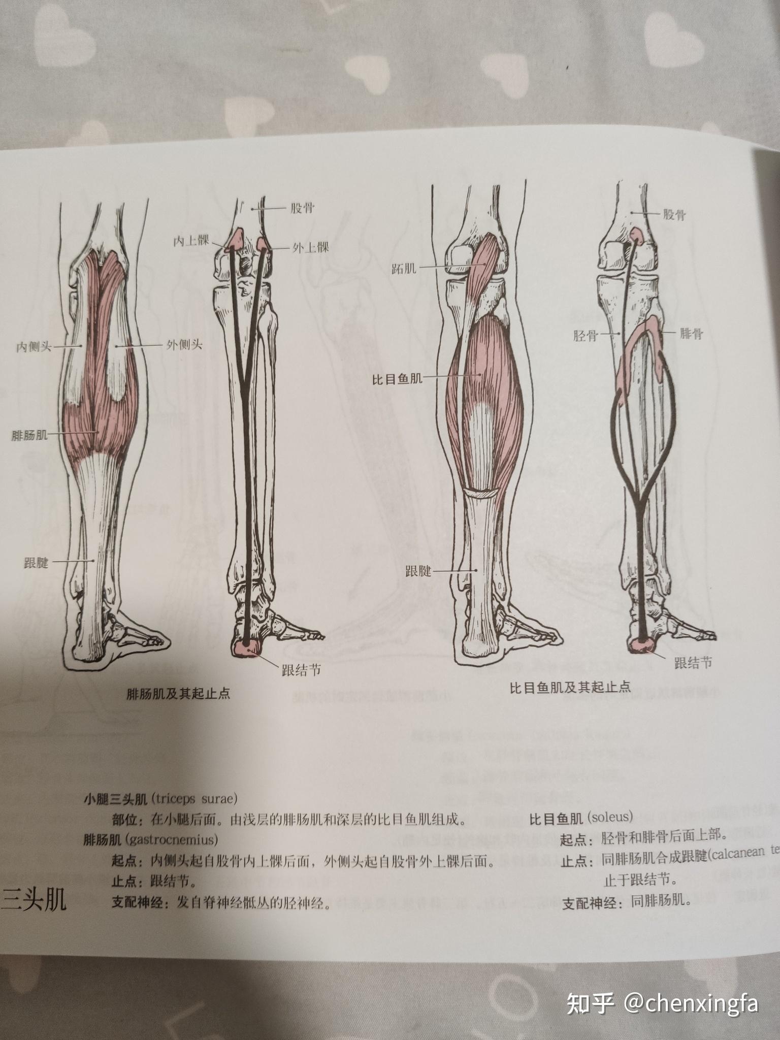 为什么站姿提踵练不到腓肠肌?