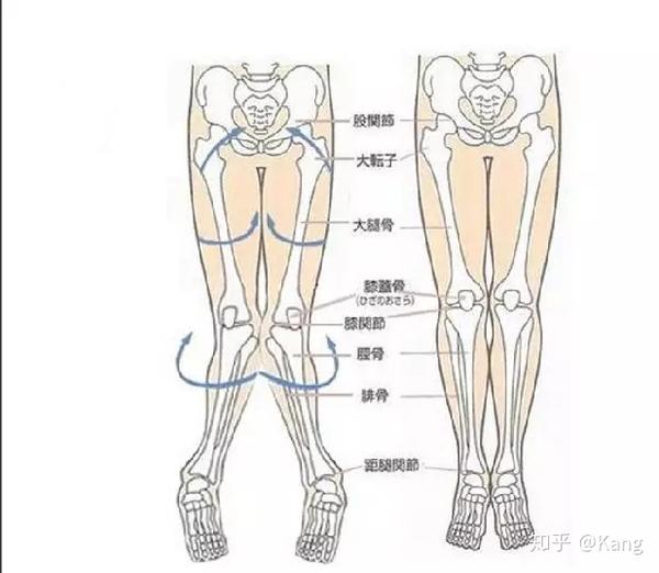 x和o形腿的原理