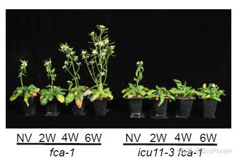 pnas:拟南芥prc2表观遗传调控的新组分