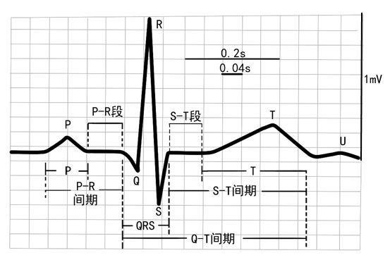 看r-r或p-p间距3～5大格:正常心率(60-100)次/分; 小于3大格:心率过