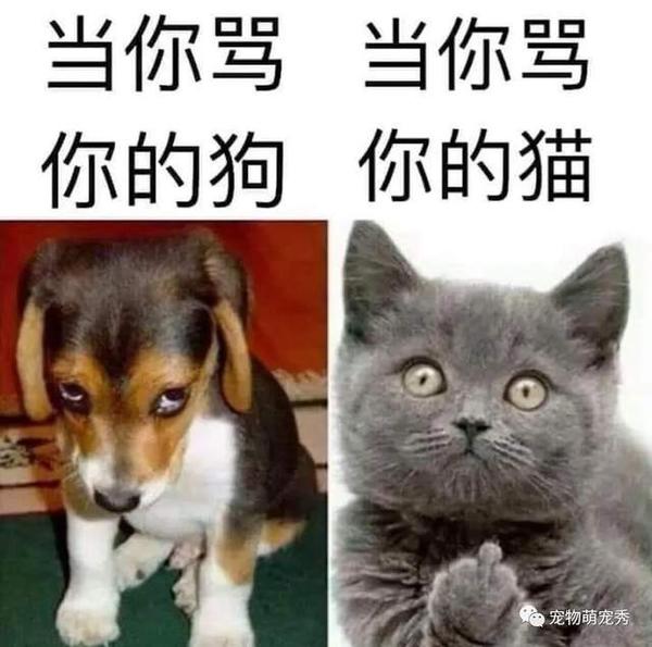 狗狗见到猫咪竟然用"黑帮式打招呼",网友笑喷:这是有交易?
