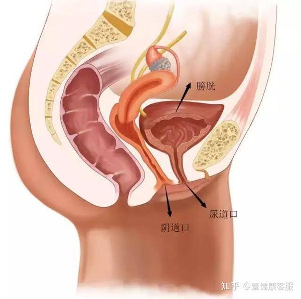 哪里有压迫哪里就有尿意 在啪啪时,女生的两个部位会受到明显的挤压.