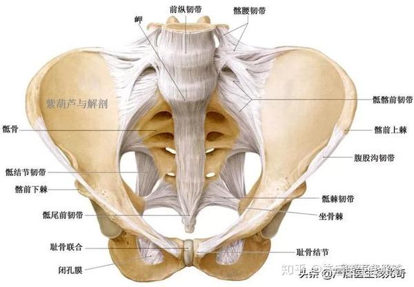 可放大查看) 骶髂前韧带:是位于前下方的囊状增厚,在近弓状线处和髂后