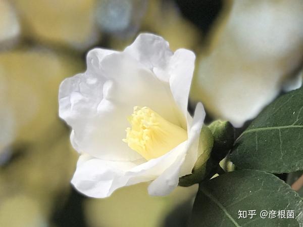 日本茶花100选018白侘助