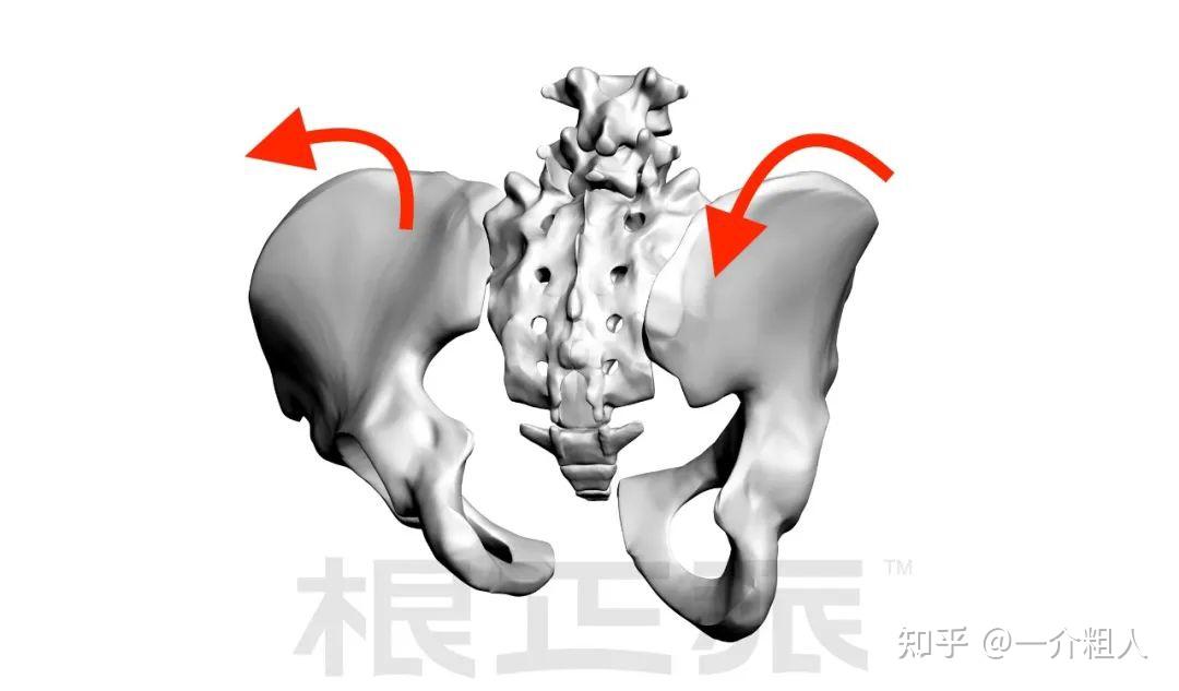 在这个不对称模式中,我们的右骨盆是旋后的,而左骨盆是旋前的,发生了