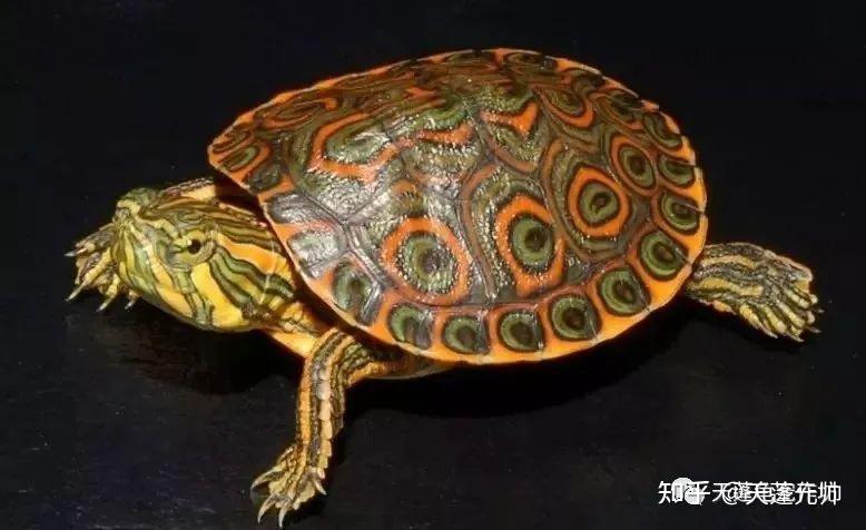 那些被叫做巴西脸的乌龟品种