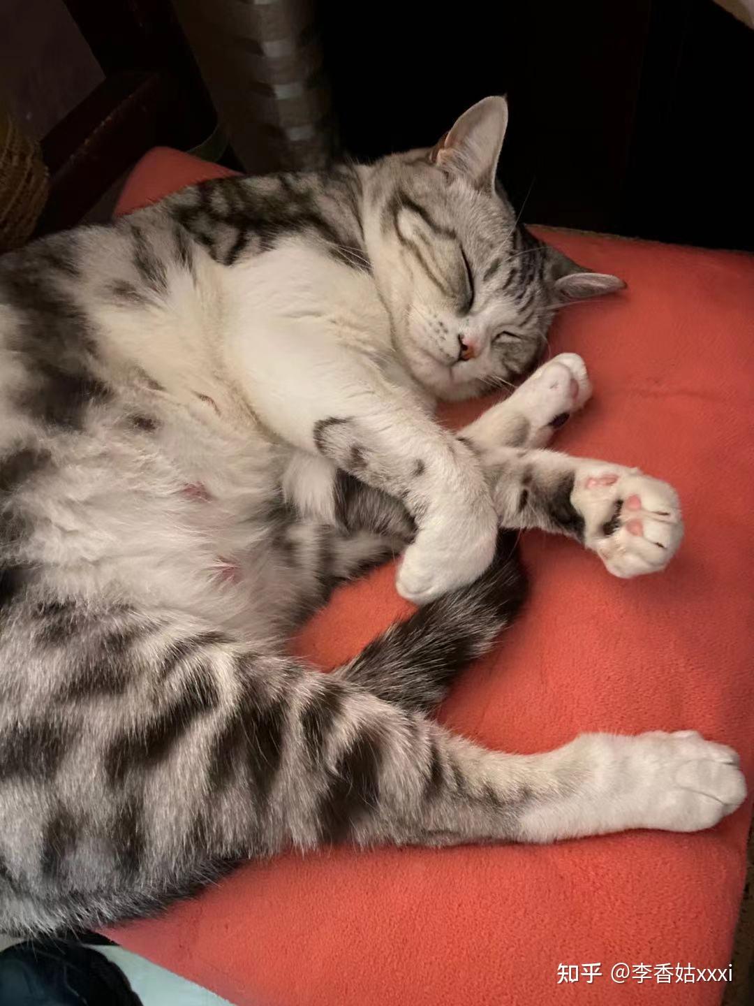 猫真的会被打服吗