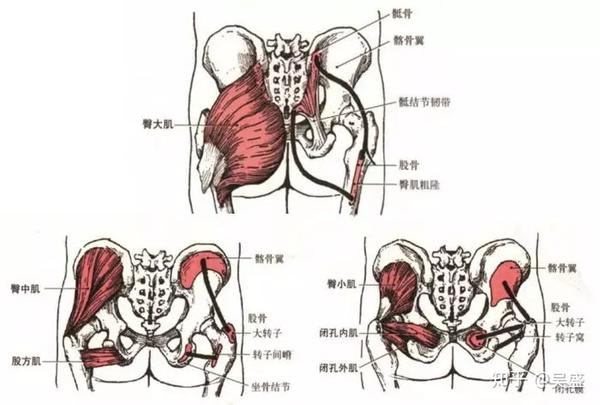 臀大肌臀中肌臀小肌