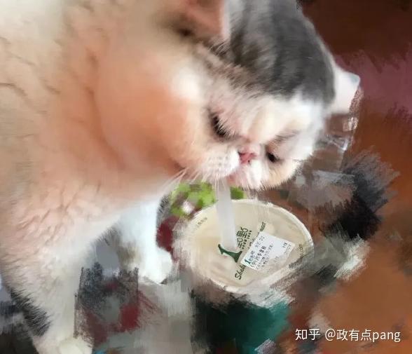 养猫之后吃饭成了我最困难的问题你家那只也这样吗