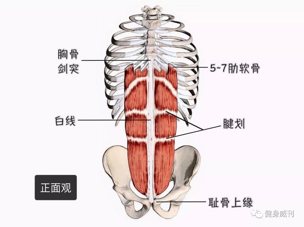 腹直肌解剖图