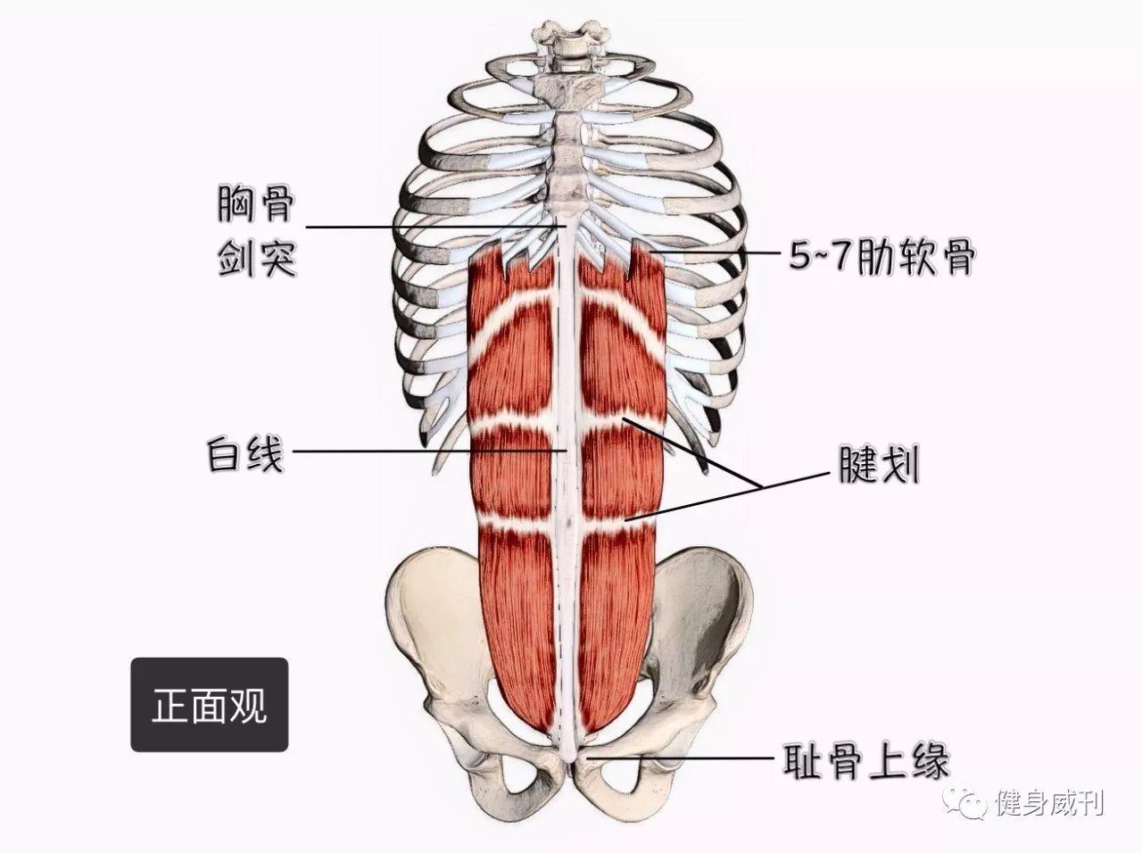 腹直肌腹腔壁前侧有4块肌肉,分别是腹外斜肌,腹内斜肌,腹直肌,腹横肌.