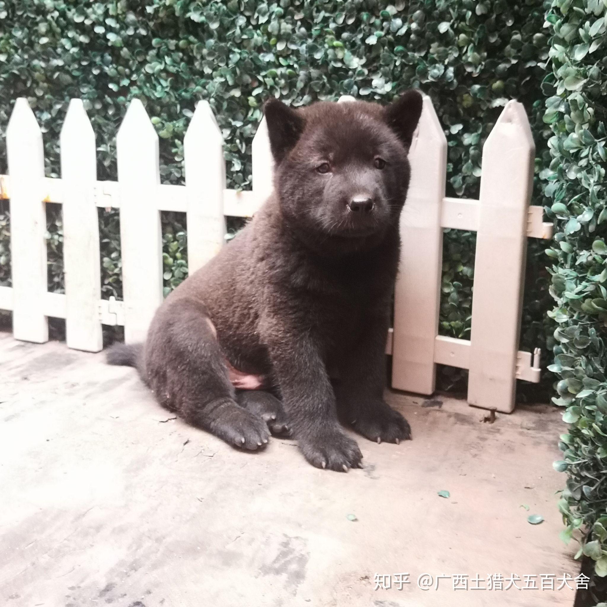 广西钦州土猎犬来自十万大山腹地的原生纯种中华田园犬