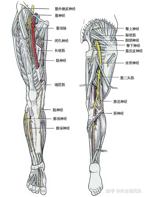 大腿后侧,小腿外侧痛是坐骨神经痛吗?没有腰痛能否排除腰突症?