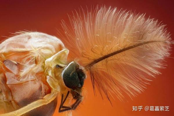水杯中出现的透明小虫子——摇蚊的卵袋 摇蚊小科普