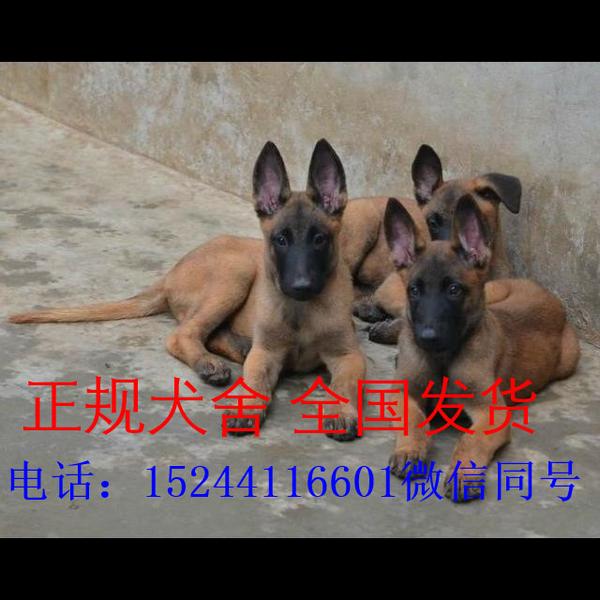 两三个月马犬价格