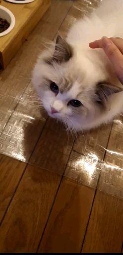 你后悔选择养布偶猫吗?
