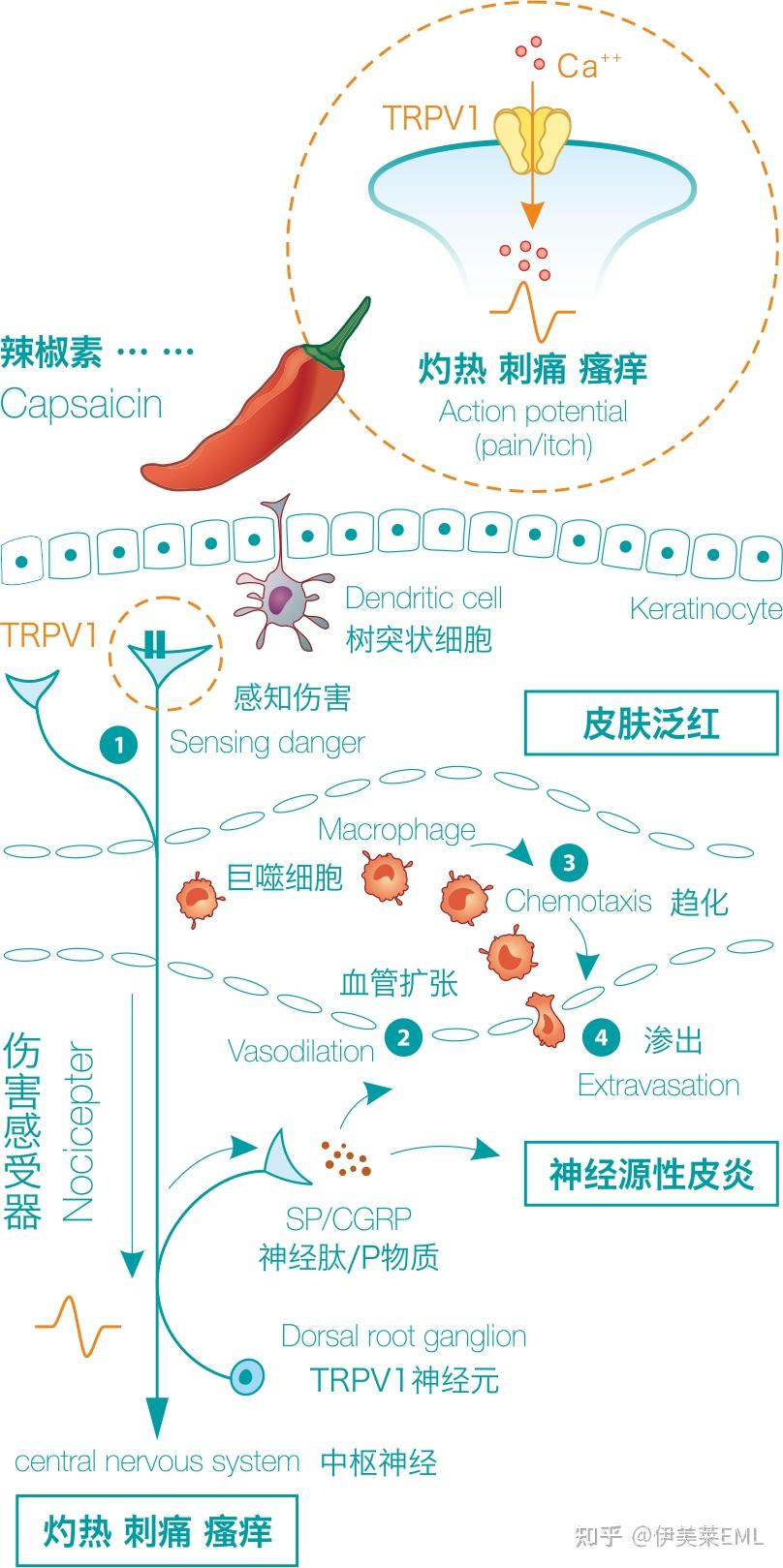 trpv1辣椒素受体拮抗剂,能在数分钟内缓解皮肤瘙痒像开关,更像守门人.