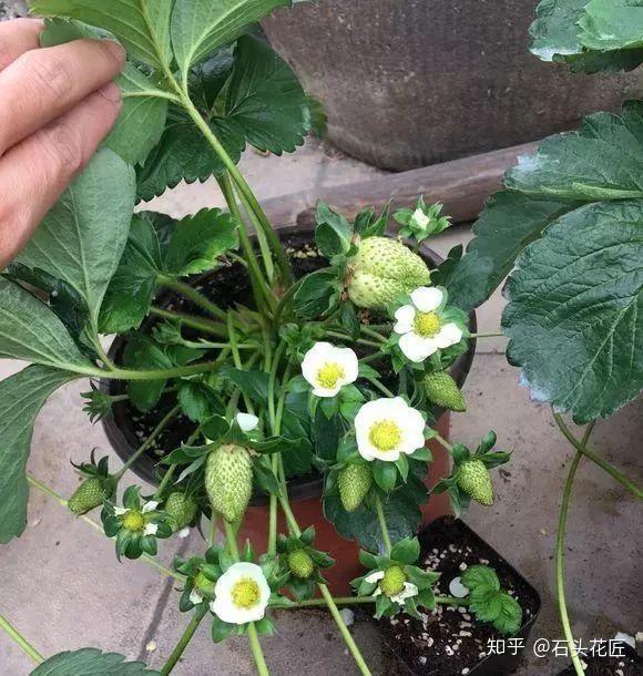 阳台盆栽草莓,想开花结果?这3点缺一不可,果子挂满盆