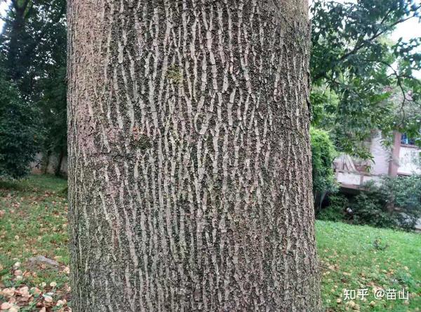 小小树皮能做甚用它认木靠谱吗