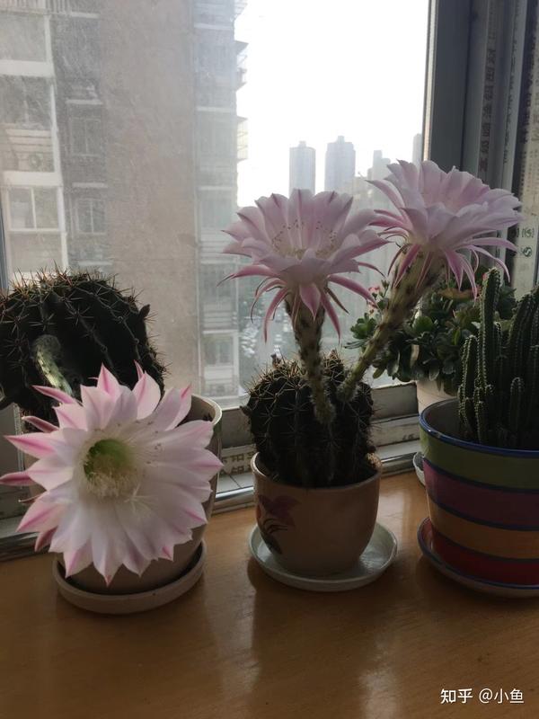 仙人球种植仙人球开花很好看