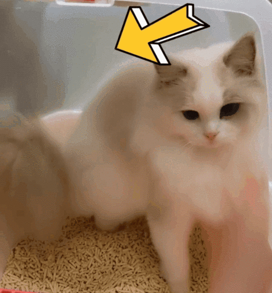 世纪人类未解之谜猫屎为什么这么臭