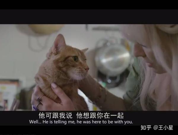 如何评价电影《流浪猫鲍勃》(a street cat named bob