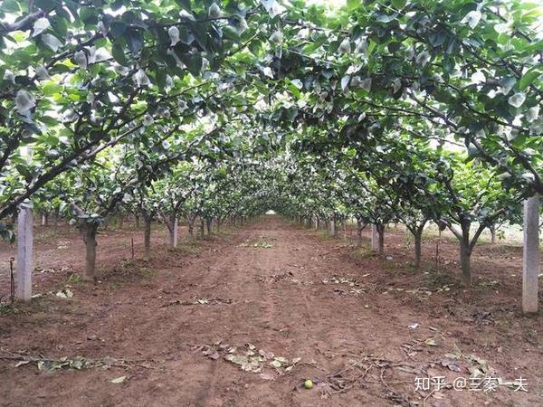 日本这种梨树栽培方式,国内也是一直在悄悄研究的