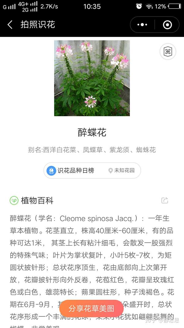 请教各位,图片中的是什么植物?