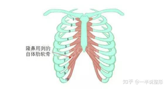 肋软骨取了之后还能不能再生?