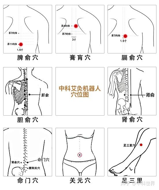 膏肓穴位置:寻找穴位时通常采用俯卧姿势,膏肓穴位于背部,当第四胸椎