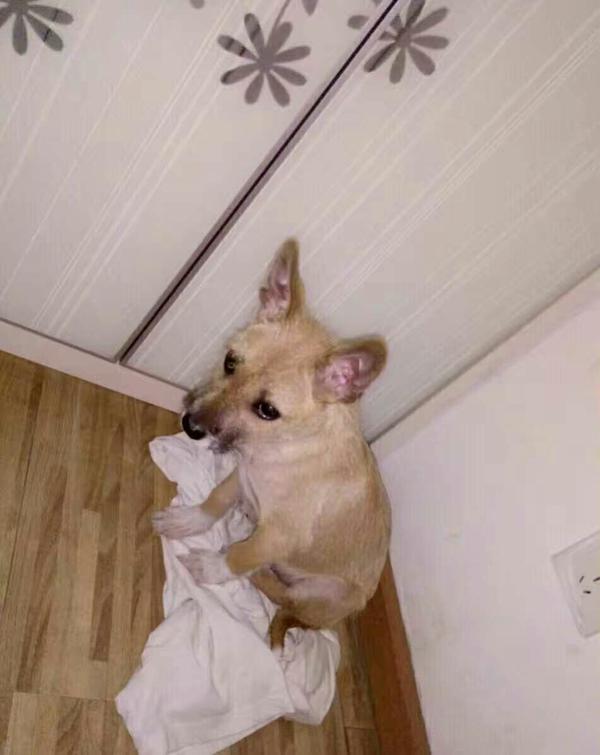 收养一只流浪动物(宠物)是什么体验?