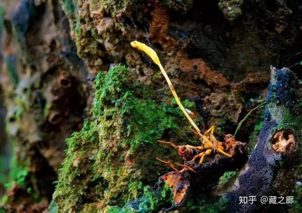 而冬虫夏草是蝙蝠娥幼虫感染了虫草菌后形成的,可食用.