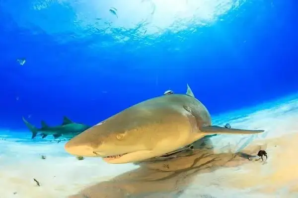 柠檬鲨的体色为浅黄褐色,在所有种类鲨鱼中基本算是最黄的了,因此被