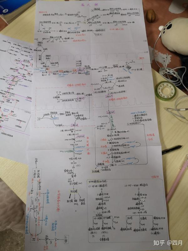 恰好每周辅导员都有布置要求做思维导图,总结生理生化,顺便答一波