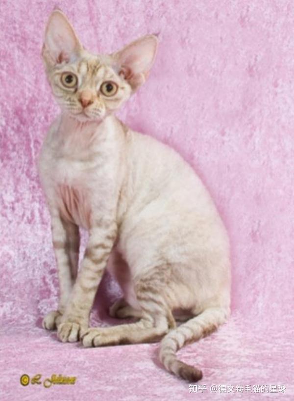 好猫一身毛|德文卷毛猫毛发深度解析