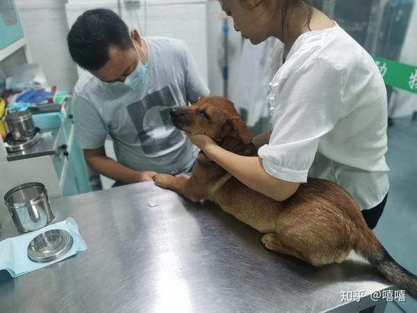 在鬼门关走了三遭的狗子飞飞 先后腺病毒细小犬瘟