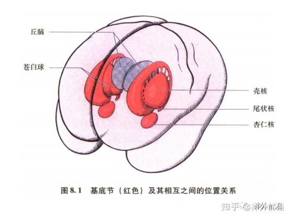 解剖课件| 基底节-内囊-丘脑解剖