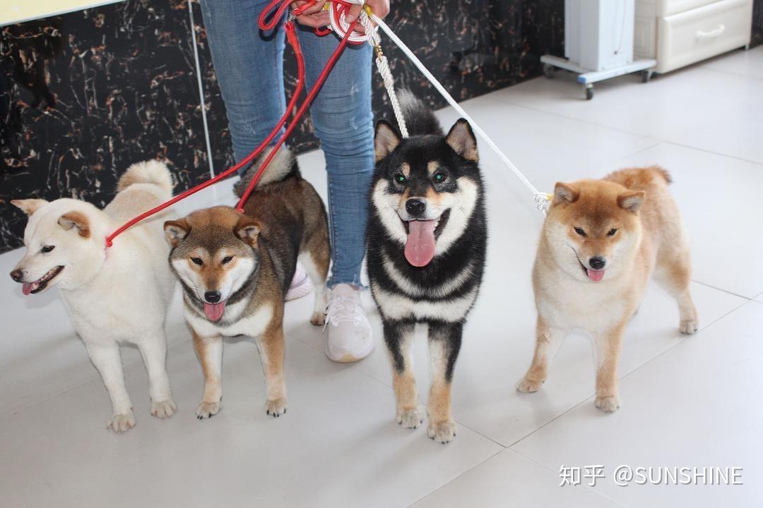 柴犬小讲堂柴犬鉴别之毛色篇