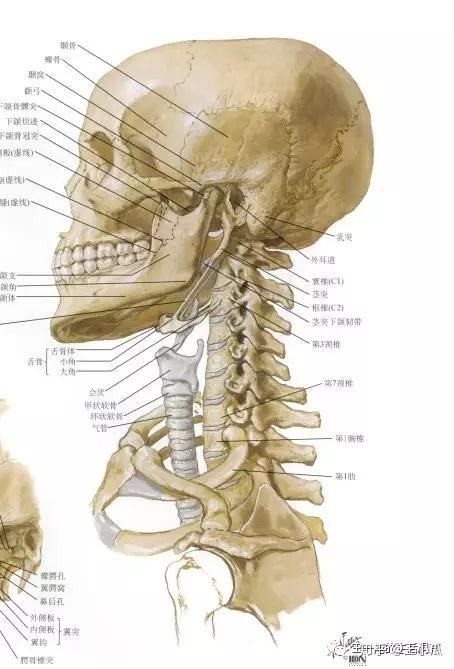 如果只有单纯的骨骼连接,颈椎根本无法保持直立.