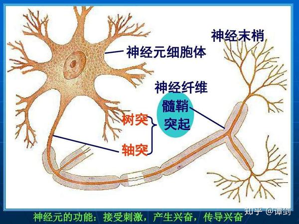 受神经节的支配,神经节是神经元的集合