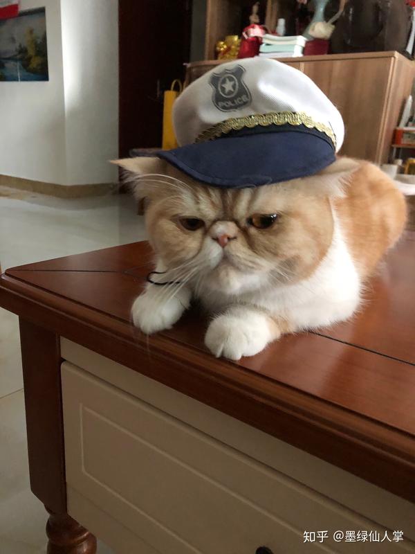 养一只加菲猫是一种怎样的体验?