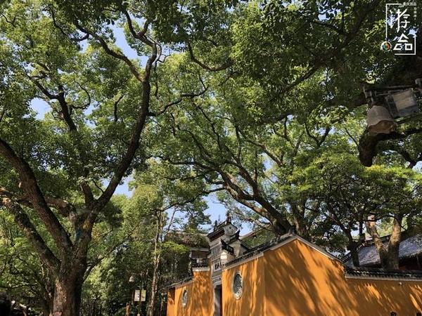 浙江普陀山探秘:海拔不足300米的佛教名山,四面环海的