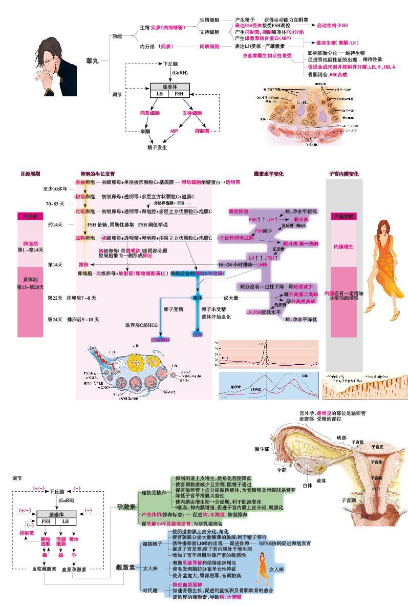 生物化学氨基酸蛋白质代谢思维导图重点汇总串讲必备