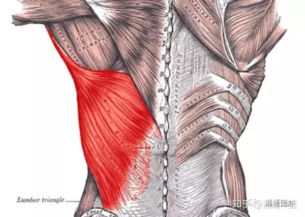 连接上肢与骨盆的肌肉!- 背阔肌(latissimus dorsi muscle)