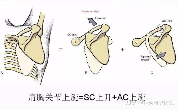 05part 盂肱关节