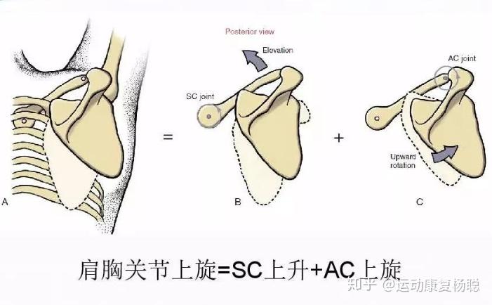 肩胛骨在休息位时存在约10度的前倾