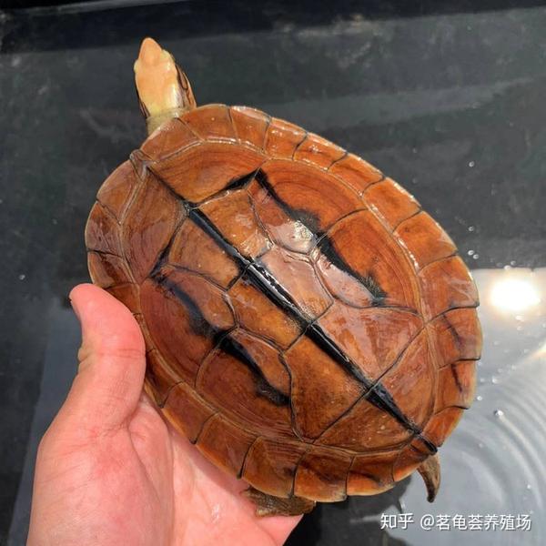 越南品种金钱龟(黑底)