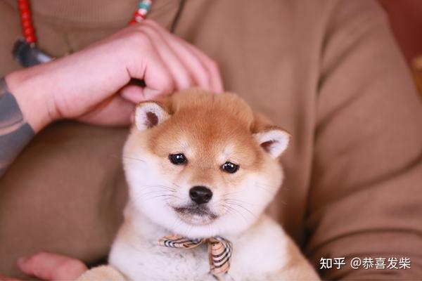 如何挑选一只网红柴犬